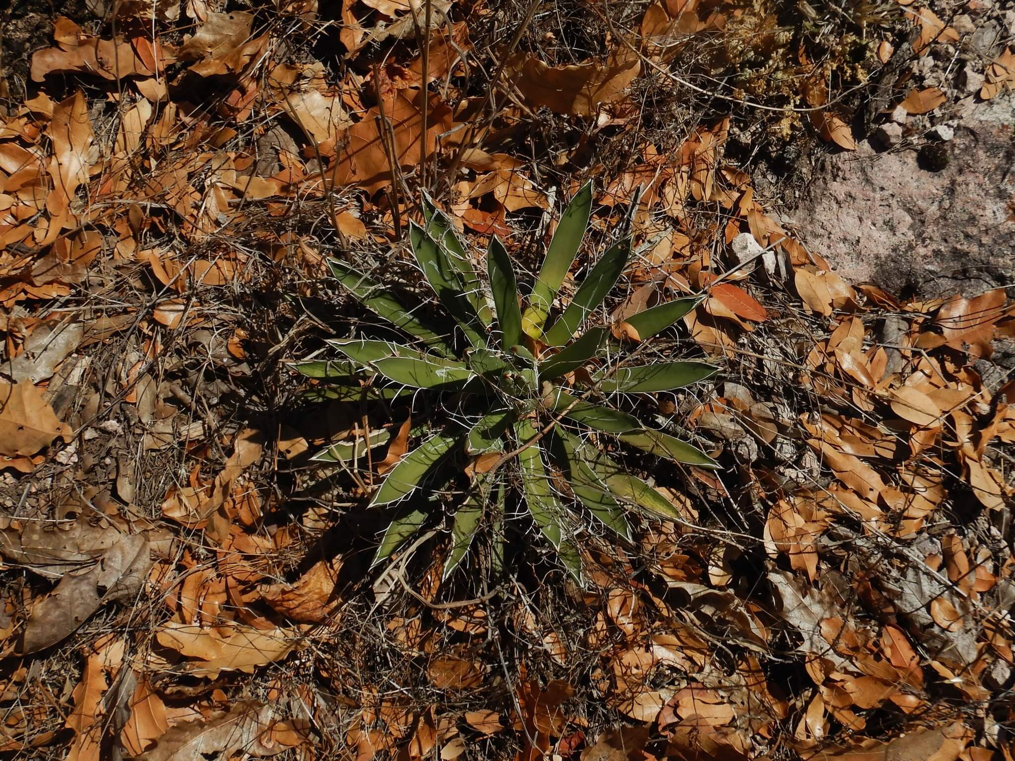 Agave parviflora